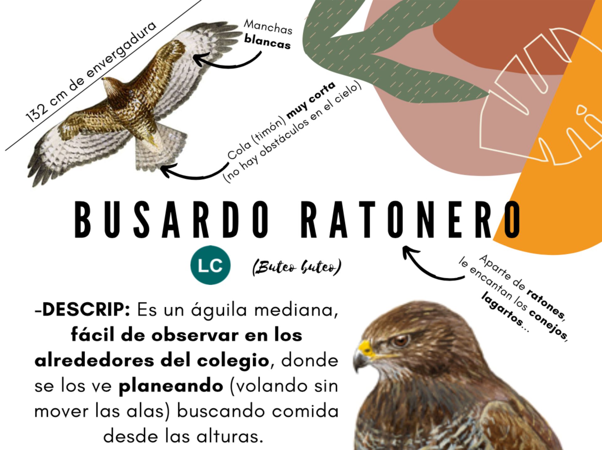 Invitation to watch setting the birds free on Janu Invitation to watch setting the birds free on Janu