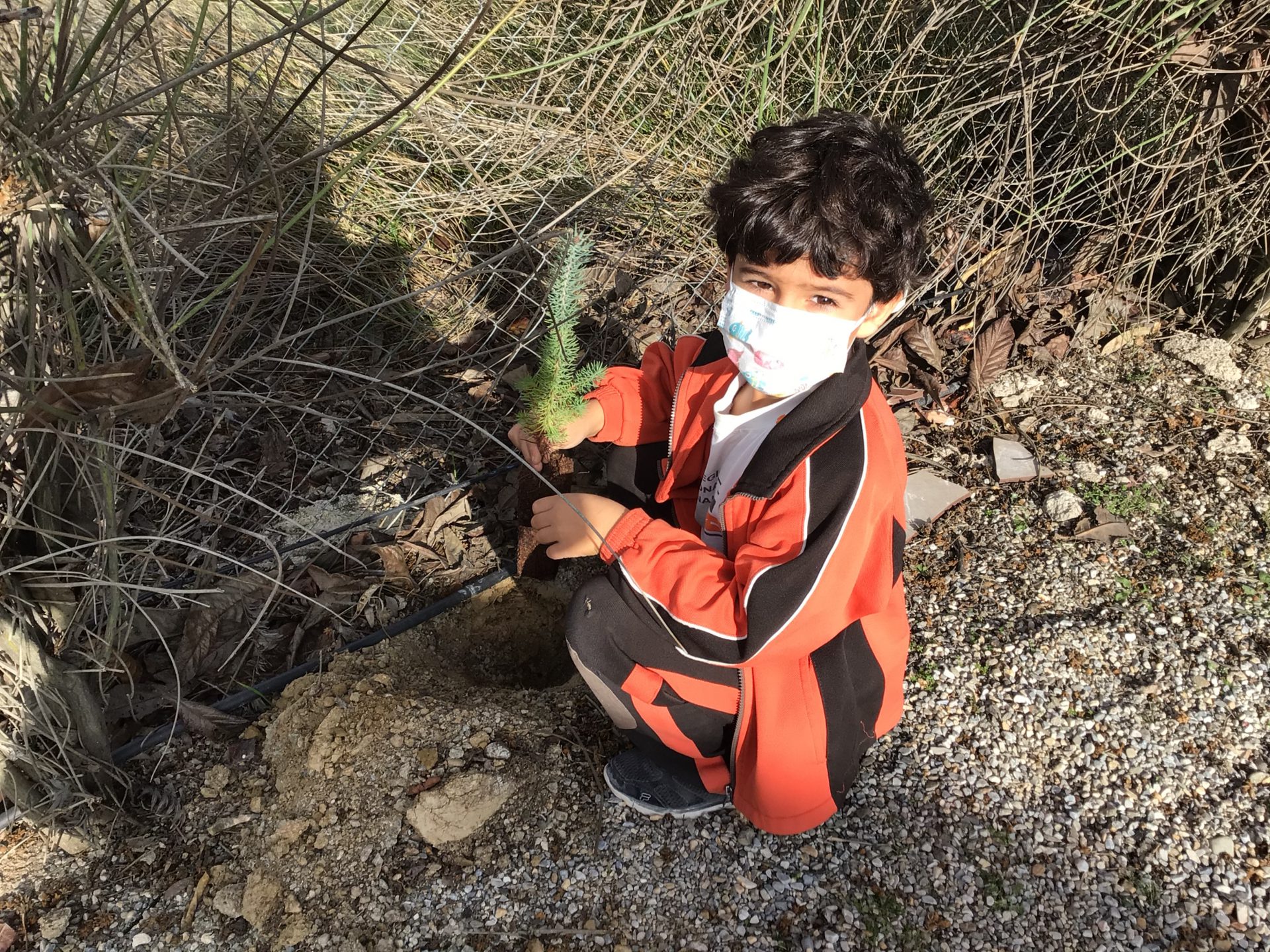 Trees planting Trees planting