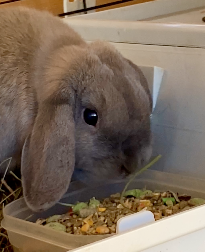 New pets at CIG – Ray and Kay! New pets at CIG – Ray and Kay!