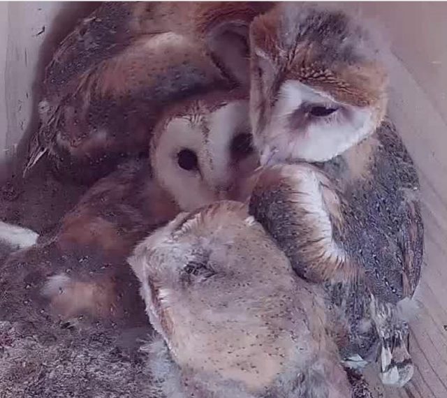 “Educando con Garra”: Four owlets land at CIG